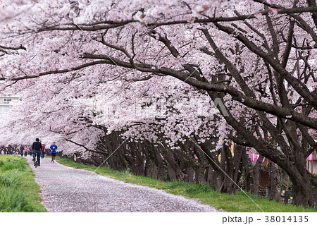 多摩川中央公園 福生市 福生 公園の写真素材