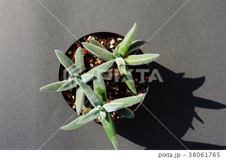 多肉 多肉植物 ラージフォーム メセンブリアンセモイデスの写真素材