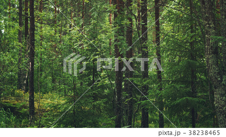 森 自然 夏 緑 樹林の写真素材