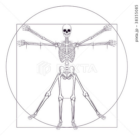 ウィトルウィウス的人体図の写真素材