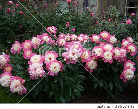 ガーデンローズ　イギリス　絵 ローズ・ガーデン 薔薇 英国の庭 イングリッシュ・ローズの写真