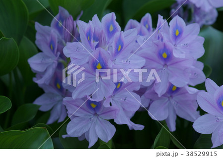 布袋草の写真素材 布袋草の写真素材