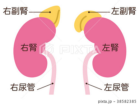 腎臓 かわいいのイラスト素材