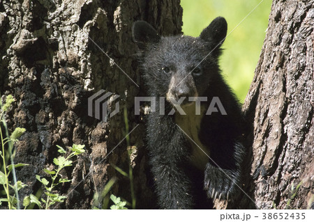 アメリカクロクマの写真素材