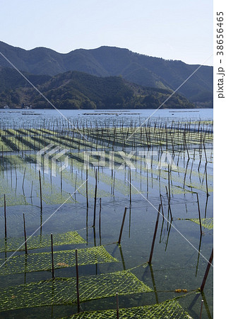 海苔ひびの写真素材