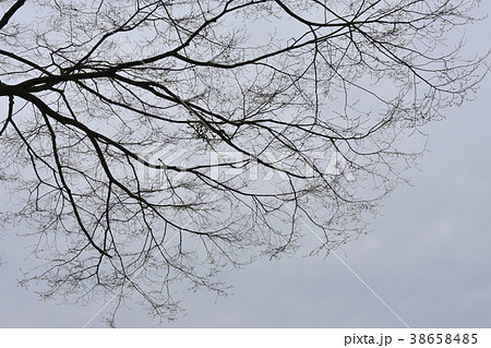 枯れ枝 黒 木 白背景 枝の写真素材