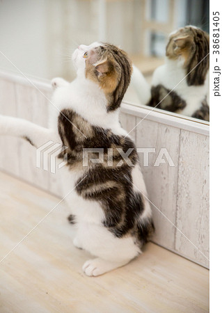 猫 後ろ姿 立つ 生き物の写真素材 猫 後ろ姿 立つ 生き物の写真素材