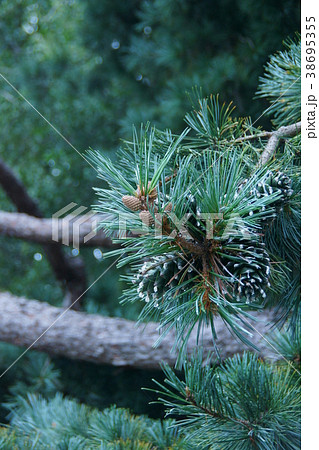 大きな五葉松の実 朝鮮五葉と呼ばれますが日本にも分布していますの写真素材