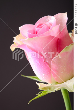 バラの花 一輪 ダークピンク ピンク色の写真素材