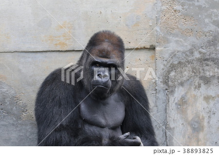 シルバーバック 東山動物園の写真素材 Pixta