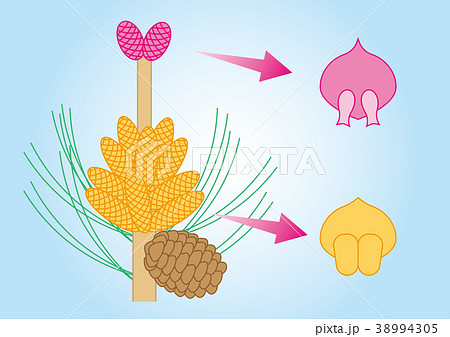 花 松 マツ 雄花のイラスト素材