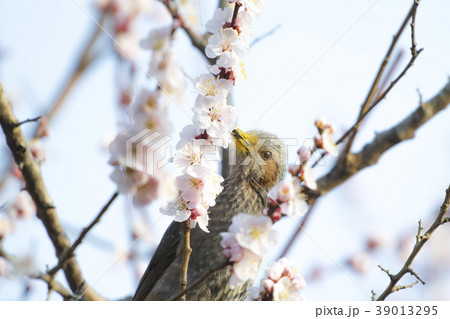 梅 花 鳥 ホトトギスの写真素材