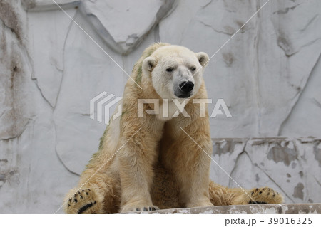 東山動物園 白熊 熊 北極熊の写真素材