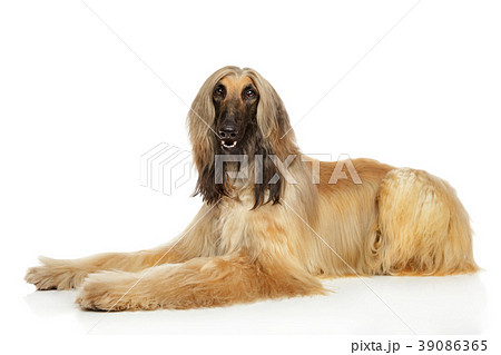 アフガンハウンド もじゃもじゃの写真素材
