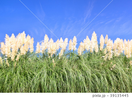 ススキ すすき パンパスグラス 西洋ススキの写真素材