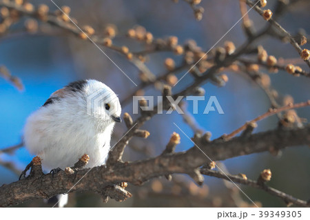 シマエナガ 北海道 エナガ カラ類の写真素材
