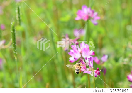 れんげ草 蜂 ミツバチ 花の写真素材