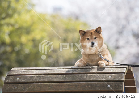 柴犬 犬 公園 遊具の写真素材