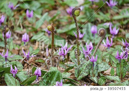 ゼンマイ 山菜 花 春の写真素材