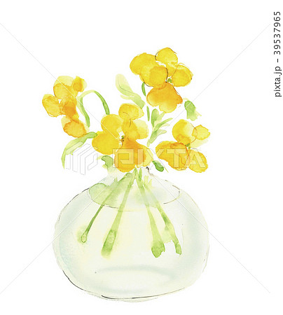 菫 花 植物 山野草のイラスト素材