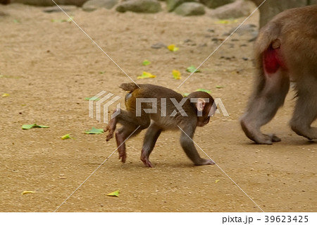 猿のお尻の写真素材