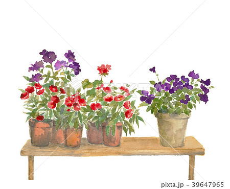 ビオラ 花 鉢花 自然のイラスト素材