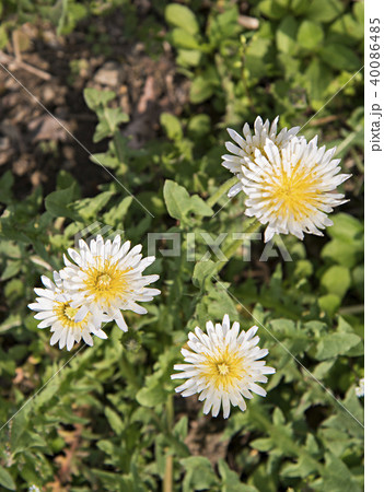 花言葉は思わせぶりの写真素材