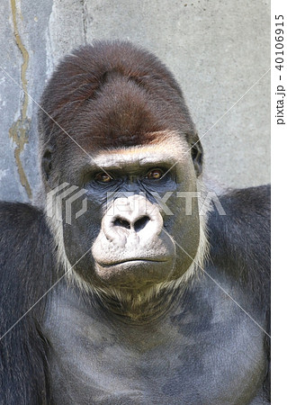 ゴリラ 顔 アップ 動物の写真素材 ゴリラ 顔 アップ 動物の写真素材
