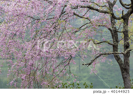 半田沼のしだれ桜の写真素材