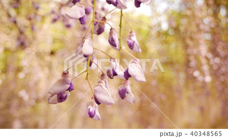 枯れかけた藤の花の写真素材