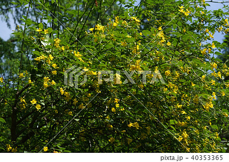 ヒマラヤソケイ ヒマラヤ素馨 ヒマラヤそけい 花の写真素材