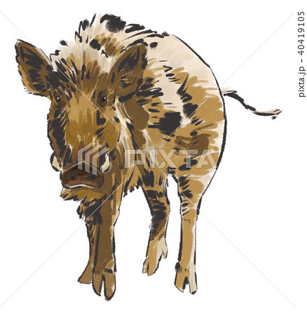 猪 ニホンイノシシ 干支 動物のイラスト素材