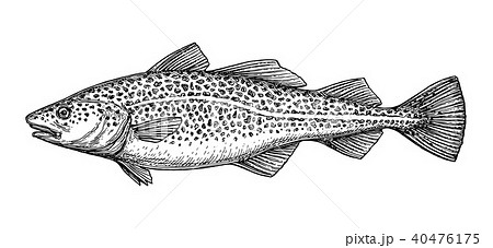 木版画 彫り物 魚 スケッチのイラスト素材 - PIXTA