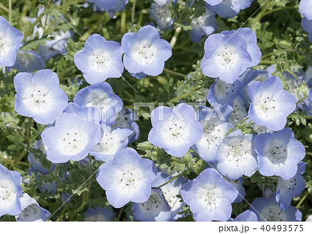 ネモフィラ 小花 ブルーアイズ 花の写真素材