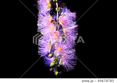 下がり花の写真素材