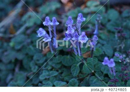 丘立浪草 草花の写真素材