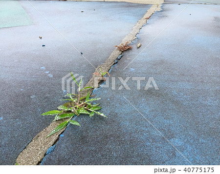 地面 雨上がり アスファルト ひび割れの写真素材