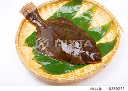 クチボソカレイの写真素材