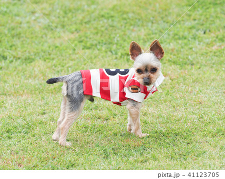 ラグビー 犬 動物 戌の写真素材