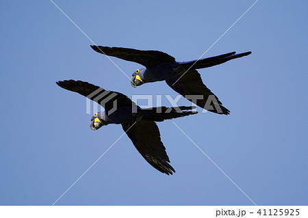 スミレコンゴウインコ 鳥類の写真素材