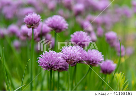 アサツキの花 アサツキ あさつき ネギ属の写真素材