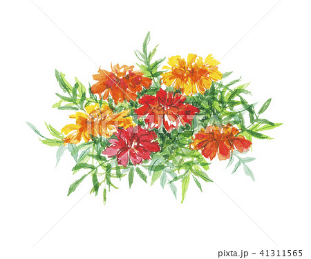 アニメ画像について 元のマリーゴールド イラスト 書き方