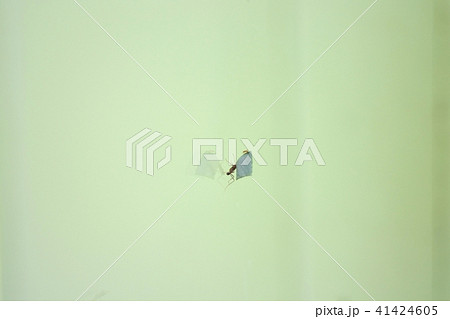 相利共生 昆虫の写真素材