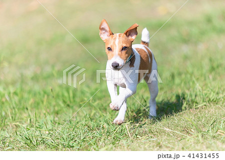 小型犬の写真素材