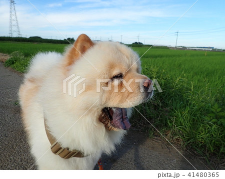 チャウチャウ クリーム わんこ 犬の写真素材 - PIXTA, 画像サイズ:450x357