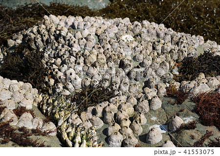 甲殻類 亀の手 カメノテ フジツボの写真素材