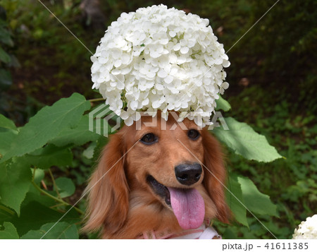 アフロ犬 白の写真素材