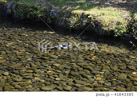 水の口湧水 湧水 名水 湧き水の写真素材