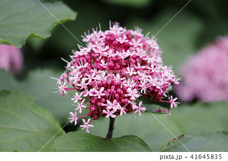 紫陽花に似た花の写真素材