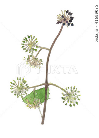 ウドの大木のイラスト素材